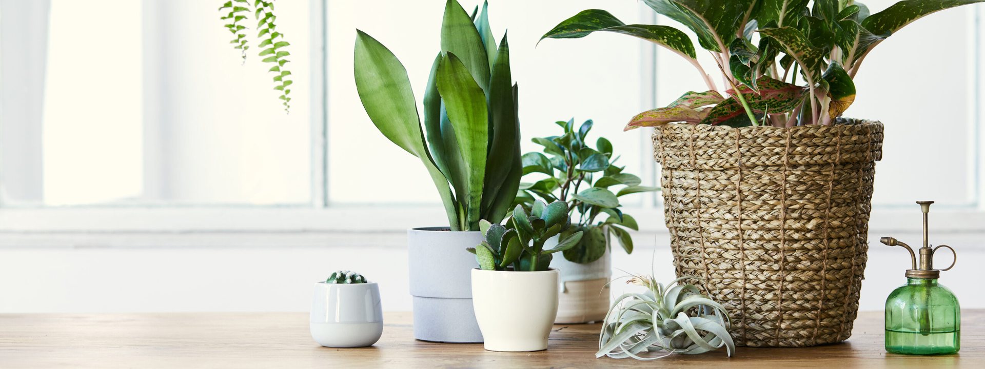 Plantes d'intérieur
